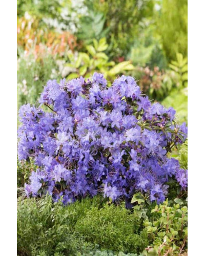 Рододендрон Блю Тіт Мажор | Рододендрон Блю Тит Мажор | Rhododendron Blue Tit Magor
