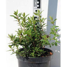 Рододендрон Блю Тіт Мажор | Рододендрон Блю Тит Мажор | Rhododendron Blue Tit Magor