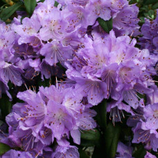 Рододендрон Блю Тіт Мажор | Рододендрон Блю Тит Мажор | Rhododendron Blue Tit Magor