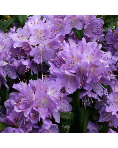 Рододендрон Блю Тіт Мажор | Рододендрон Блю Тит Мажор | Rhododendron Blue Tit Magor