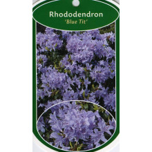Рододендрон Блю Тіт Мажор | Рододендрон Блю Тит Мажор | Rhododendron Blue Tit Magor