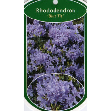 Рододендрон Блю Тіт Мажор | Рододендрон Блю Тит Мажор | Rhododendron Blue Tit Magor