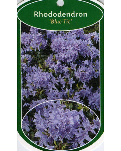 Рододендрон Блю Тіт Мажор | Рододендрон Блю Тит Мажор | Rhododendron Blue Tit Magor