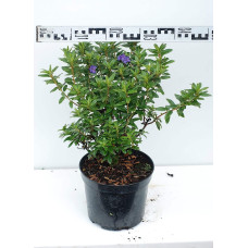 Рододендрон Блю Тіт Мажор | Рододендрон Блю Тит Мажор | Rhododendron Blue Tit Magor