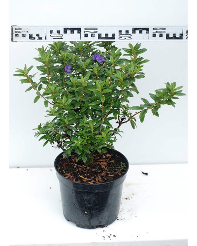 Рододендрон Блю Тіт Мажор | Рододендрон Блю Тит Мажор | Rhododendron Blue Tit Magor