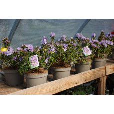 Рододендрон Блю Тіт Мажор | Рододендрон Блю Тит Мажор | Rhododendron Blue Tit Magor