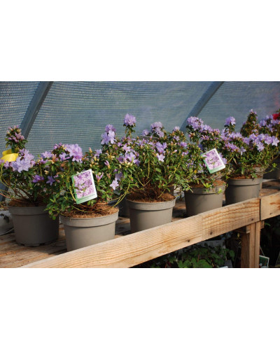 Рододендрон Блю Тіт Мажор | Рододендрон Блю Тит Мажор | Rhododendron Blue Tit Magor