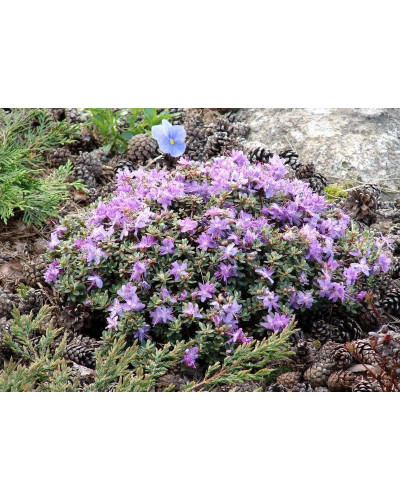 Рододендрон Блю Тіт Мажор | Рододендрон Блю Тит Мажор | Rhododendron Blue Tit Magor