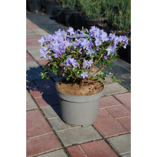 Рододендрон Блю Тіт Мажор | Рододендрон Блю Тит Мажор | Rhododendron Blue Tit Magor