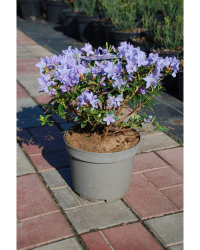 Рододендрон Блю Тіт Мажор | Рододендрон Блю Тит Мажор | Rhododendron Blue Tit Magor