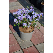 Рододендрон Блю Тіт Мажор | Рододендрон Блю Тит Мажор | Rhododendron Blue Tit Magor