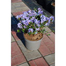 Рододендрон Блю Тіт Мажор | Рододендрон Блю Тит Мажор | Rhododendron Blue Tit Magor