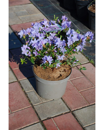 Рододендрон Блю Тіт Мажор | Рододендрон Блю Тит Мажор | Rhododendron Blue Tit Magor