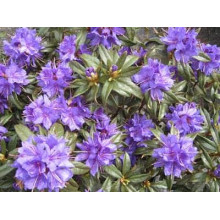 Рододендрон Блю Тіт Мажор | Рододендрон Блю Тит Мажор | Rhododendron Blue Tit Magor