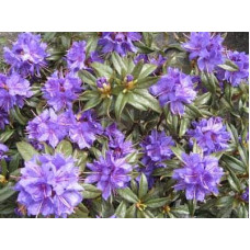 Рододендрон Блю Тіт Мажор | Рододендрон Блю Тит Мажор | Rhododendron Blue Tit Magor