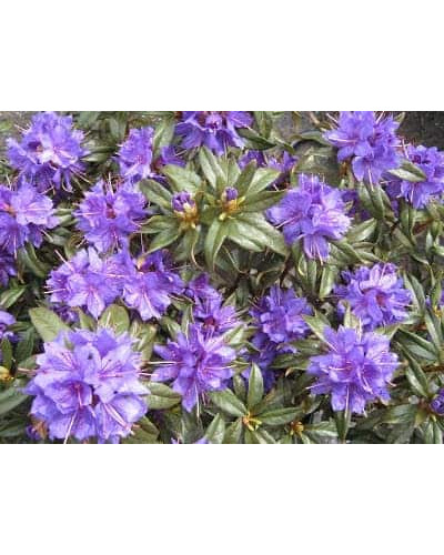 Рододендрон Блю Тіт Мажор | Рододендрон Блю Тит Мажор | Rhododendron Blue Tit Magor