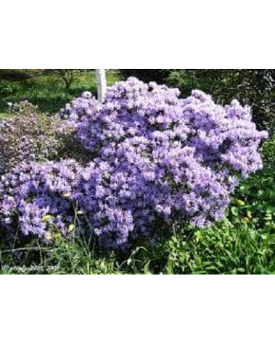 Рододендрон Блю Тіт Мажор | Рододендрон Блю Тит Мажор | Rhododendron Blue Tit Magor