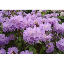 Рододендрон Блю Тіт Мажор | Рододендрон Блю Тит Мажор | Rhododendron Blue Tit Magor