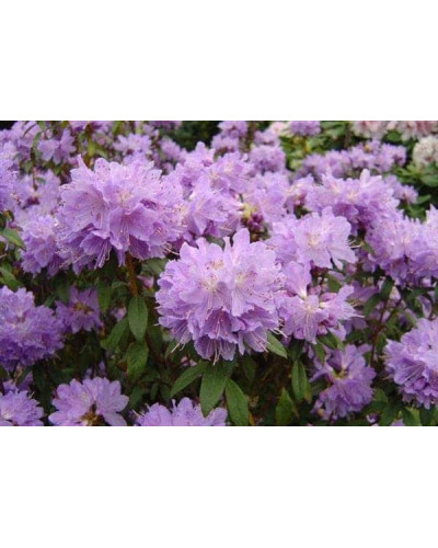 Рододендрон Блю Тіт Мажор | Рододендрон Блю Тит Мажор | Rhododendron Blue Tit Magor