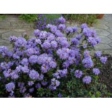 Рододендрон Блю Тіт Мажор | Рододендрон Блю Тит Мажор | Rhododendron Blue Tit Magor