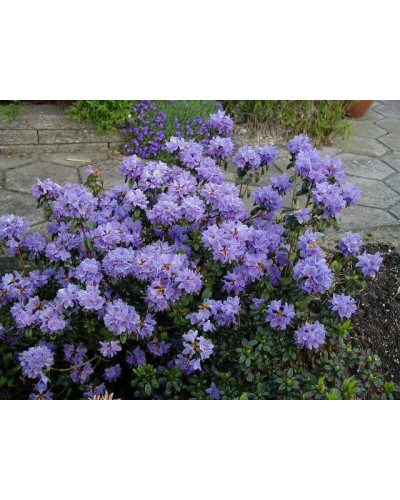 Рододендрон Блю Тіт Мажор | Рододендрон Блю Тит Мажор | Rhododendron Blue Tit Magor