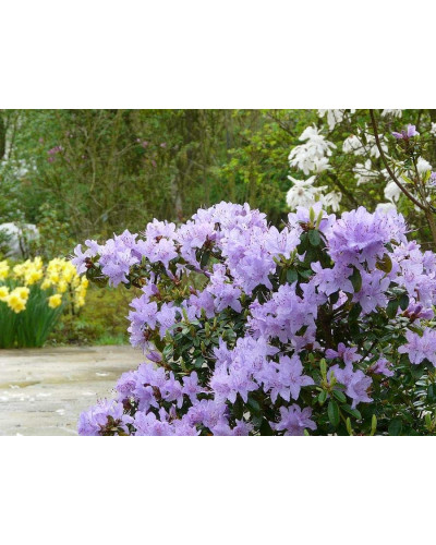 Рододендрон Блю Тіт Мажор | Рододендрон Блю Тит Мажор | Rhododendron Blue Tit Magor