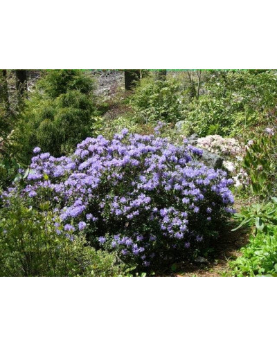 Рододендрон Блю Тіт Мажор | Рододендрон Блю Тит Мажор | Rhododendron Blue Tit Magor