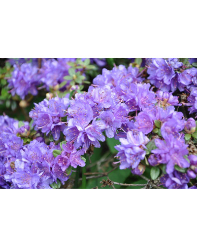 Рододендрон Блю Тіт Мажор | Рододендрон Блю Тит Мажор | Rhododendron Blue Tit Magor