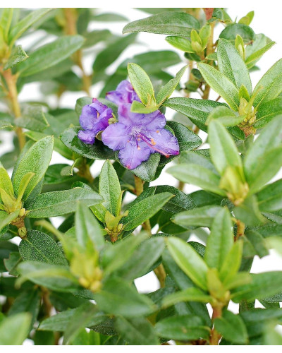 Рододендрон Блю Тіт Мажор | Рододендрон Блю Тит Мажор | Rhododendron Blue Tit Magor