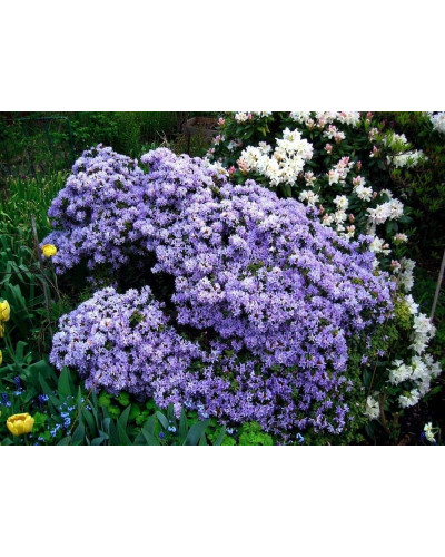 Рододендрон Блю Тіт Мажор | Рододендрон Блю Тит Мажор | Rhododendron Blue Tit Magor