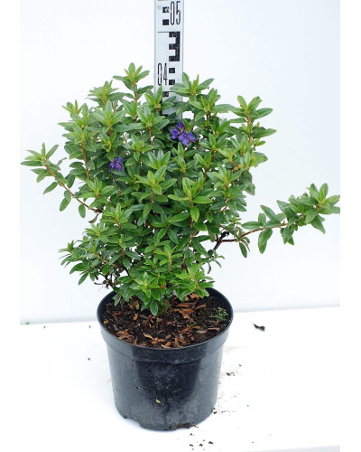 Рододендрон Блю Тіт Мажор | Рододендрон Блю Тит Мажор | Rhododendron Blue Tit Magor