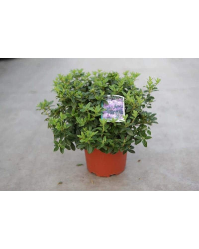 Рододендрон Блю Тіт Мажор | Рододендрон Блю Тит Мажор | Rhododendron Blue Tit Magor