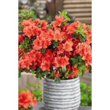 Рододендрон Гейша Оранж / Азалія | Рододендрон Гейша Оранж / Азалия | Rhododendron Geisha Orange / Azalea