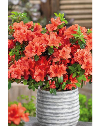 Рододендрон Гейша Оранж / Азалія | Рододендрон Гейша Оранж / Азалия | Rhododendron Geisha Orange / Azalea