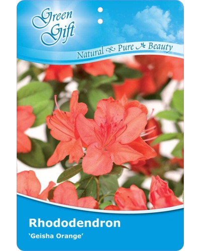 Рододендрон Гейша Оранж / Азалія | Рододендрон Гейша Оранж / Азалия | Rhododendron Geisha Orange / Azalea