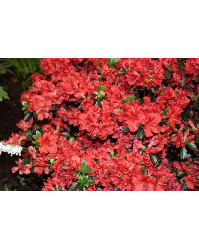 Рододендрон Гейша Оранж / Азалія | Рододендрон Гейша Оранж / Азалия | Rhododendron Geisha Orange / Azalea