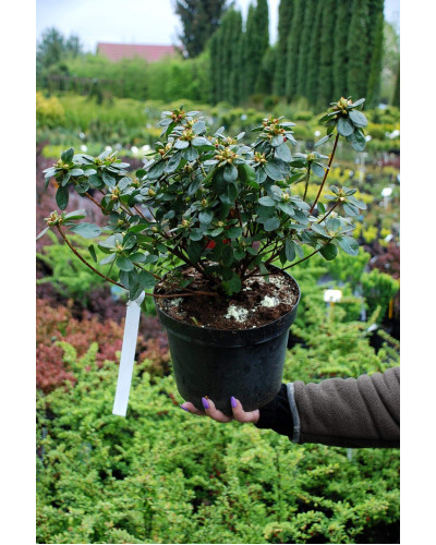 Рододендрон Гейша Оранж / Азалія | Рододендрон Гейша Оранж / Азалия | Rhododendron Geisha Orange / Azalea