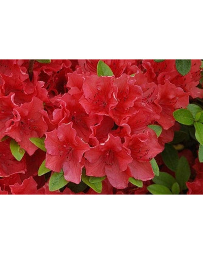 Рододендрон Гейша Оранж / Азалія | Рододендрон Гейша Оранж / Азалия | Rhododendron Geisha Orange / Azalea