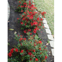 Рододендрон Гейша Оранж / Азалія | Рододендрон Гейша Оранж / Азалия | Rhododendron Geisha Orange / Azalea