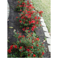Рододендрон Гейша Оранж / Азалія | Рододендрон Гейша Оранж / Азалия | Rhododendron Geisha Orange / Azalea