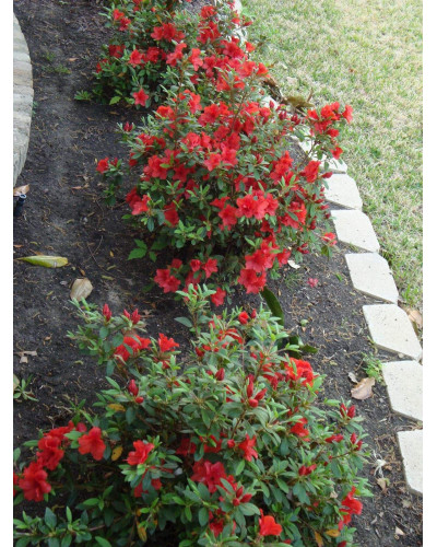 Рододендрон Гейша Оранж / Азалія | Рододендрон Гейша Оранж / Азалия | Rhododendron Geisha Orange / Azalea