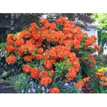 Рододендрон Гейша Оранж / Азалія | Рододендрон Гейша Оранж / Азалия | Rhododendron Geisha Orange / Azalea