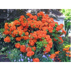 Рододендрон Гейша Оранж / Азалія | Рододендрон Гейша Оранж / Азалия | Rhododendron Geisha Orange / Azalea