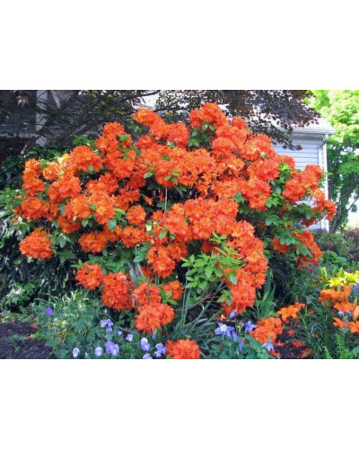 Рододендрон Гейша Оранж / Азалія | Рододендрон Гейша Оранж / Азалия | Rhododendron Geisha Orange / Azalea