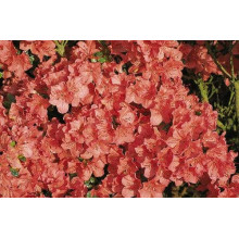 Рододендрон Гейша Оранж / Азалія | Рододендрон Гейша Оранж / Азалия | Rhododendron Geisha Orange / Azalea
