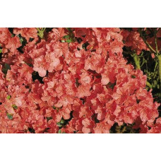 Рододендрон Гейша Оранж / Азалія | Рододендрон Гейша Оранж / Азалия | Rhododendron Geisha Orange / Azalea