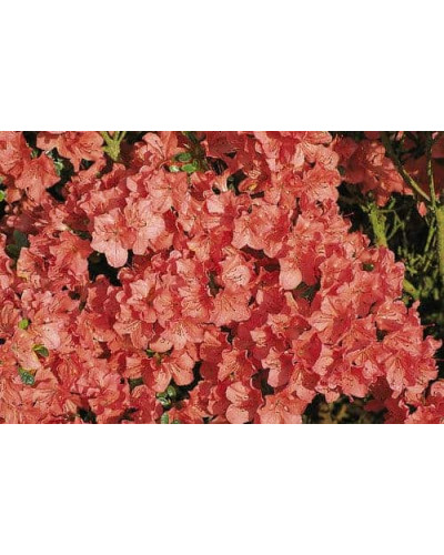 Рододендрон Гейша Оранж / Азалія | Рододендрон Гейша Оранж / Азалия | Rhododendron Geisha Orange / Azalea