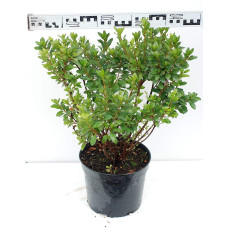 Рододендрон Гейша Оранж / Азалія | Рододендрон Гейша Оранж / Азалия | Rhododendron Geisha Orange / Azalea