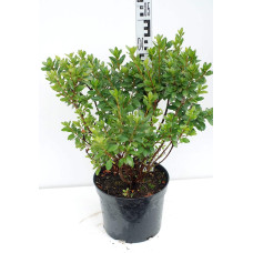Рододендрон Гейша Оранж / Азалія | Рододендрон Гейша Оранж / Азалия | Rhododendron Geisha Orange / Azalea