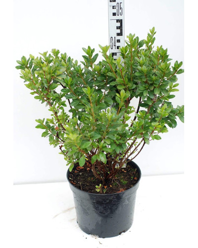Рододендрон Гейша Оранж / Азалія | Рододендрон Гейша Оранж / Азалия | Rhododendron Geisha Orange / Azalea